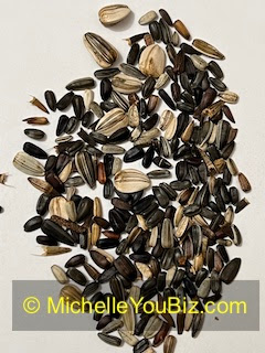 Choosing healthy sunflower seeds to grow bigger sunflowers, MichelleYouBiz.com