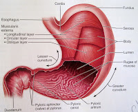 Résultat d’images pour anatomie estomac