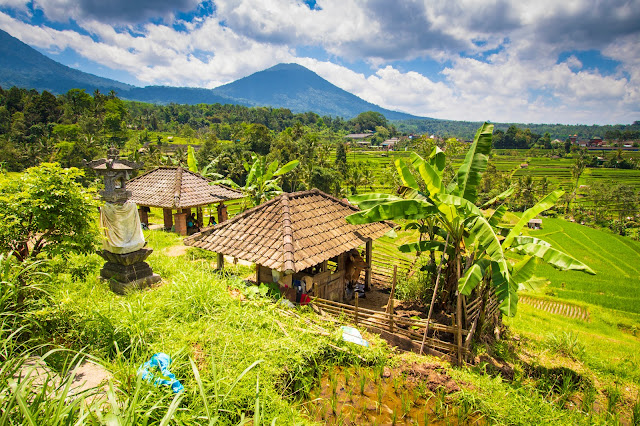 Risaie di Jatiluwih-Bali