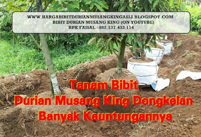 Harga Bibit Durian Musang King di Bekasi, Bibit Durian Musang king - 082.137.433.114