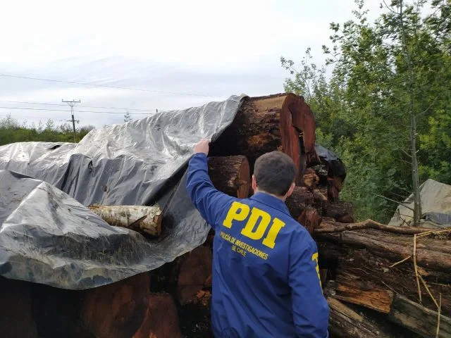 Bidema Valdivia recupera 90 m3 de leña nativa sustraída en Dirección de Aeropuerto