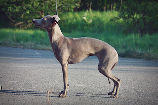 http://www.italiangreyhound.eu/p/abigail.html