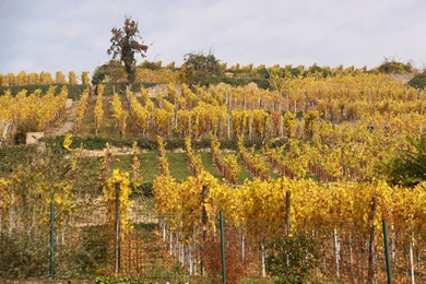 Alsace Oct 09 (243)