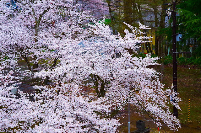 雪松林和櫻花樹。