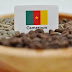 Filière Café au Cameroun : Moins d’usines, mais des revenus records en 2024