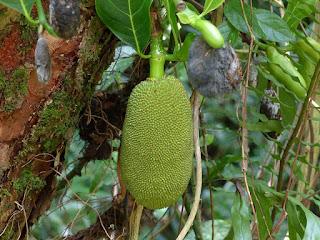 Jacquier - Jaquier - Arbre à pain - Artocarpus heterophyllus 