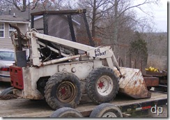 bobcat 003a