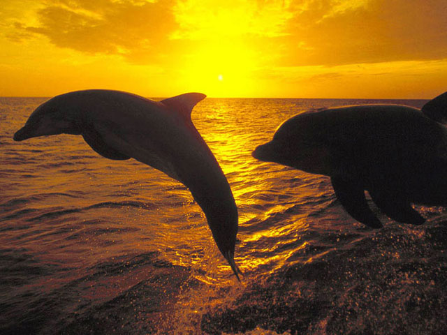 Dolphin love Screensaver 