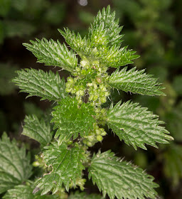 Urtica urens, Small Nettle,.  Hayes Street Farm, 17 December 2013.