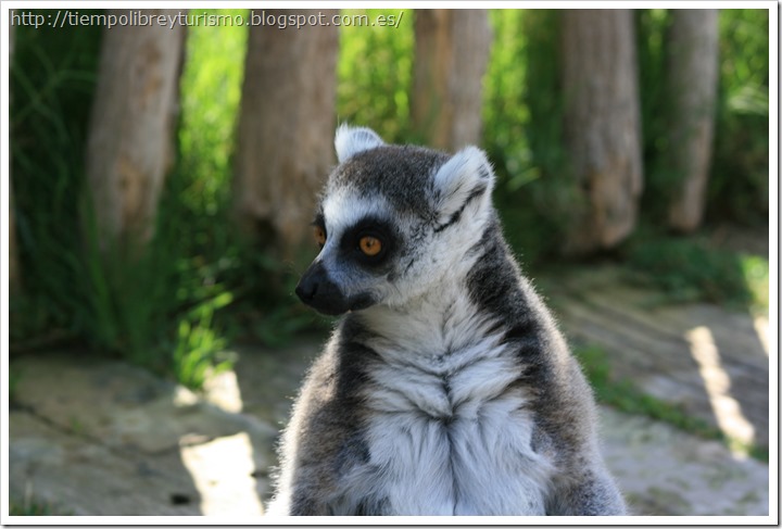 Bioparc-Valencia-Madagascar-10