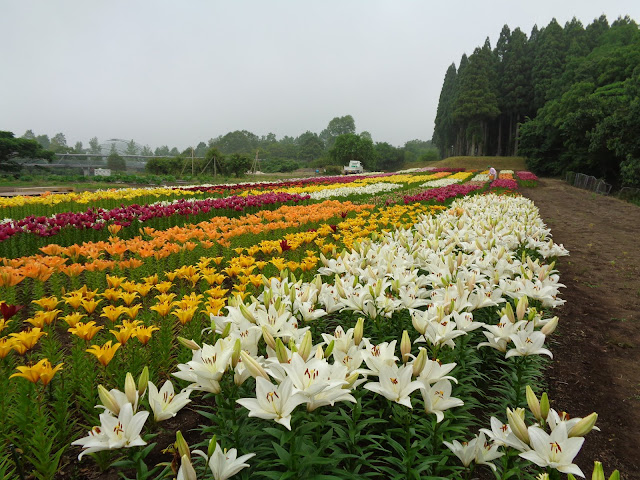 とっとり花回廊のゆりの秘密の花園