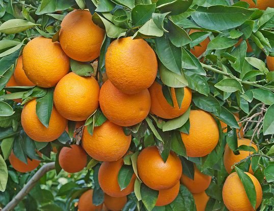 Arvore Laranja Pera Rio carredo com com belas laranjas maduras