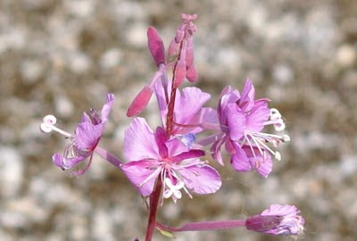 Wilgenroosje - Tieneblom - Chamerion angustifolium