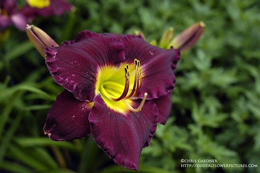 Hemerocallis Julie Newmar - 1