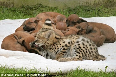 Unusual Animal Friendships Seen On www.coolpicturegallery.net