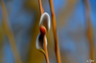 Weidenkätzchen, katwilg, vrbina maca, willow catkin, Corylus maxima, Salix spec, Реса̀, ко̀тенце, Ament, Amento, Chaton mâle de saule, Hariliku sarapuu urvad, 