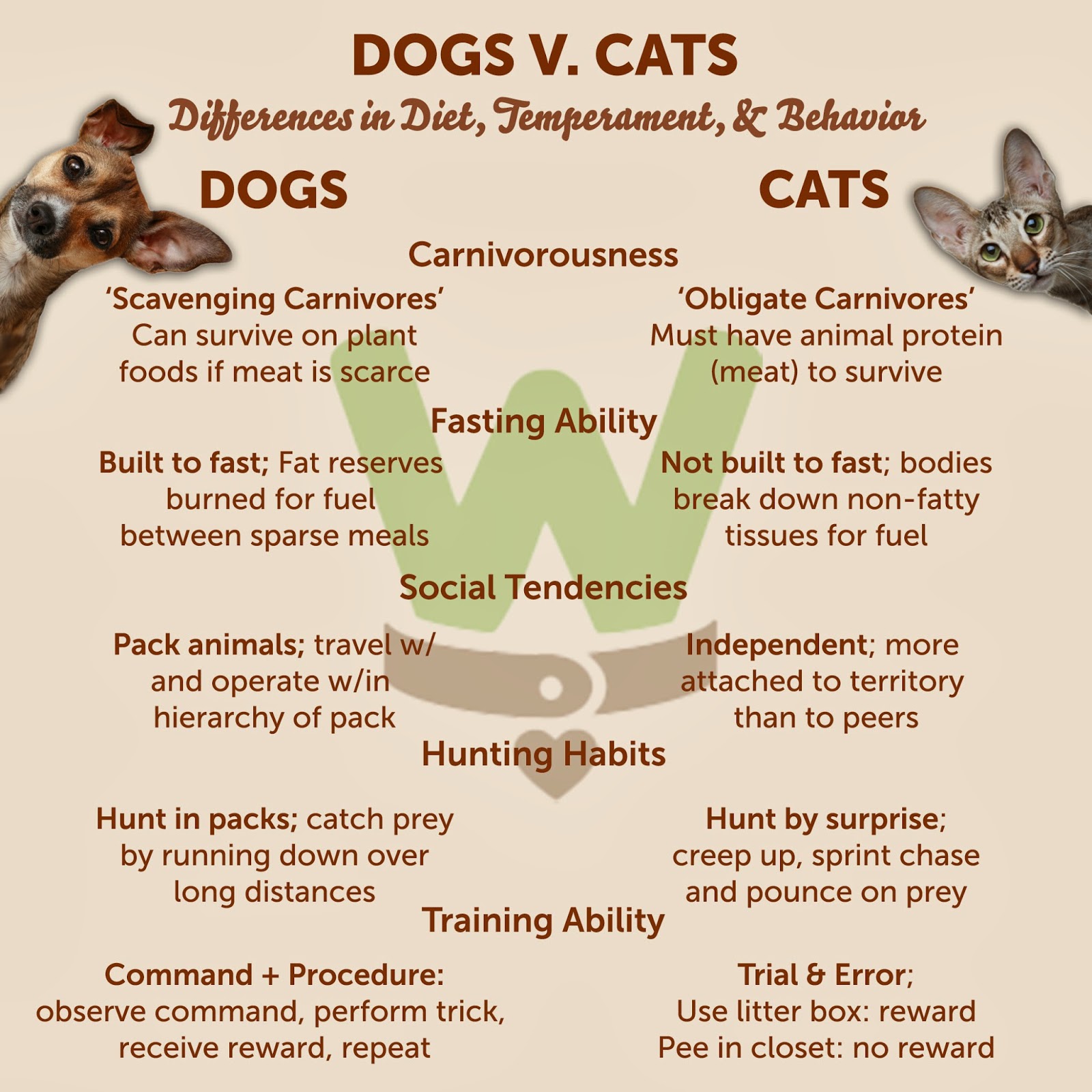 cats and dogs compare and contrast essay