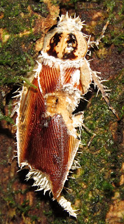 cordyceps, cockroach