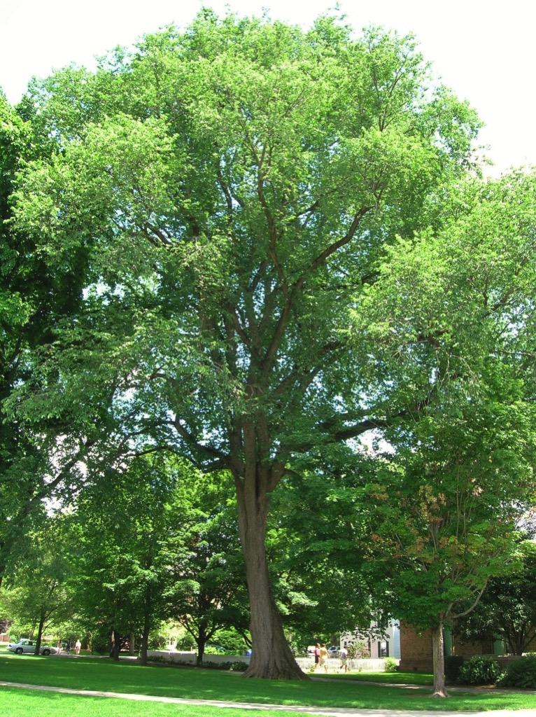 Thumb American Elm Tree Deerfield Academy Old Deerfield MA June 14 2012 1024