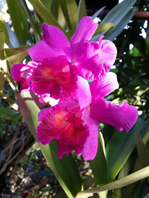 orchid cattleya labiata