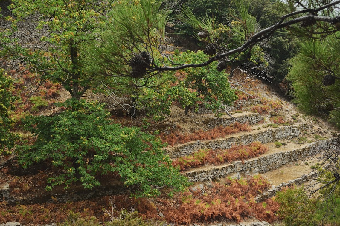 Old terraced fields with chestnut trees