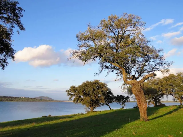 Gnarled tree on the edge of Alqueva Lake in Alentejo Portugal.