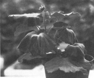 Wilting of Pelargonium zonale after inoculation with Xanthomonas campestris pv. pelargonium