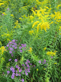 goldenrod and aster