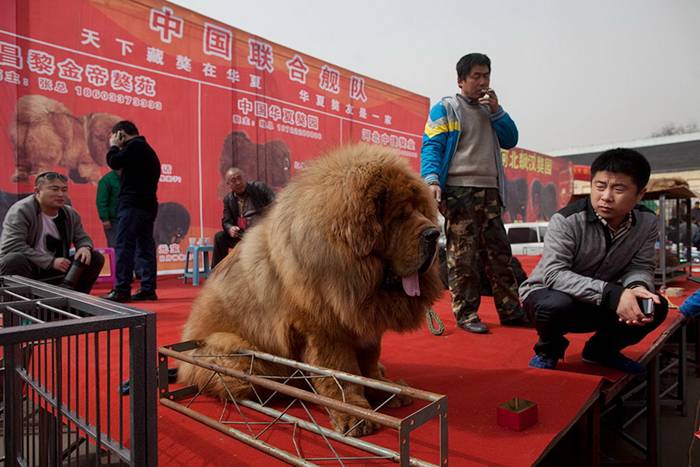Beijing where Tibetan mastiffs, a much sought after status symbol, are bought and sold for up to £500,000