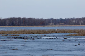 Spring waterfowl: here yesterday, gone today