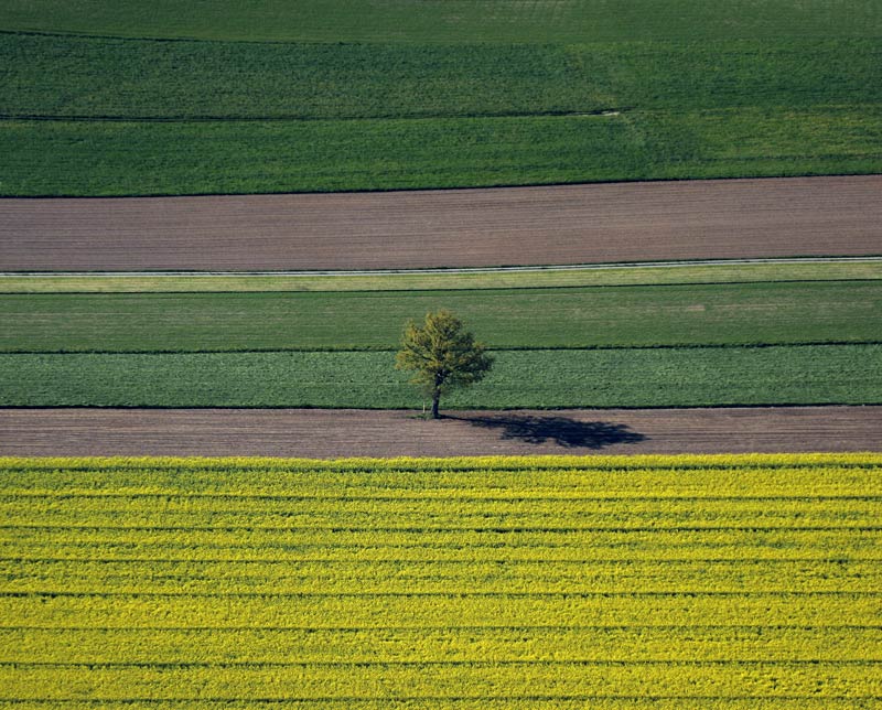 Lonely tree