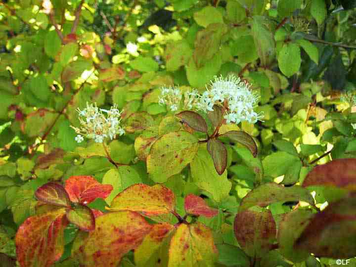 Types Of Dogwood Trees