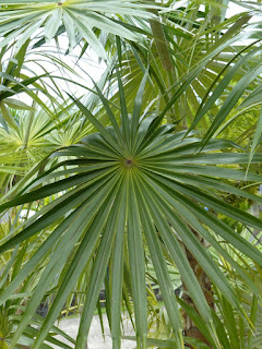 Coccothrinax argentea - Palmier d'Hispaniola