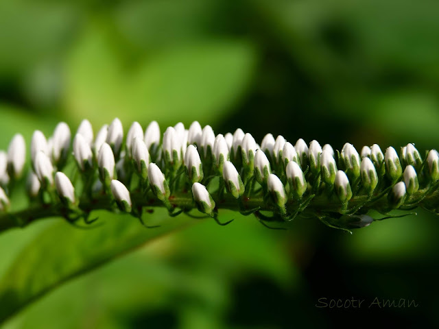 Lysimachia clethroides