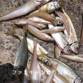 サビキで釣ったアジとちょい投げで釣ったキス