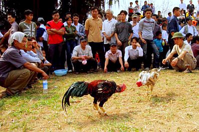 Khám Phá Trò Chơi Chọi Gà