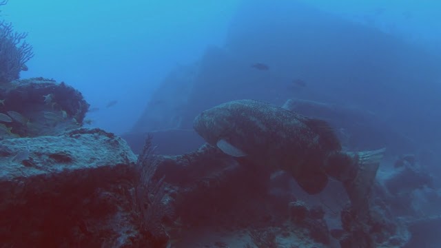 Goliath Grouper on the Blue Fire Wreck