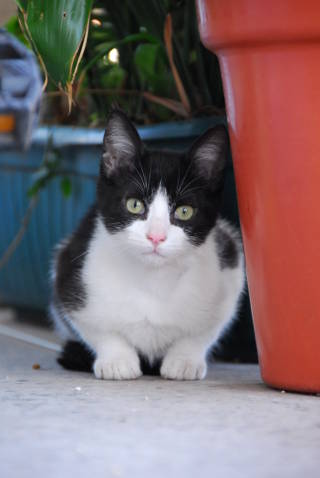 Resultado de imagen de gatos de color moron clarito y otro negro y blanco
