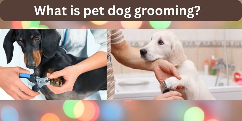 What is pet dog grooming?
