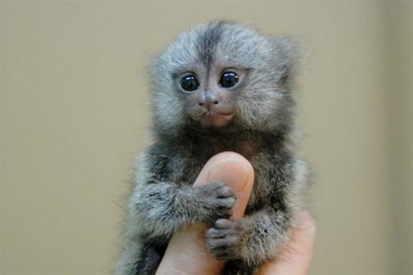 Cute Finger Monkey