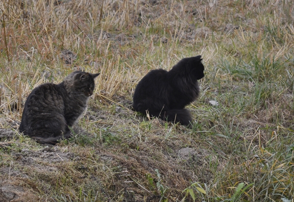 pus katt pusekatt kattepus