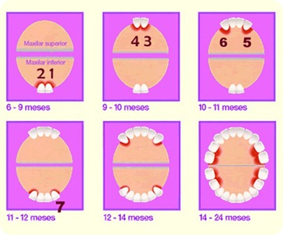 denticion2.gif