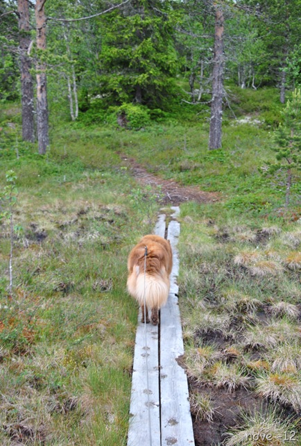 Veslefjell 077