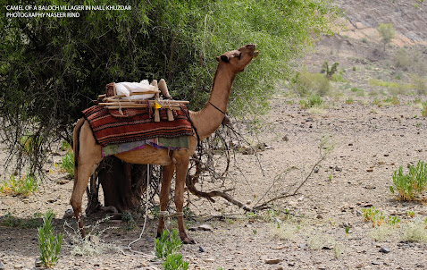 A Camel in Balochistan