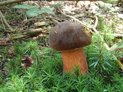 Grzyby na Orawie, grzybobranie w lipcu, grzyby lipca, pieprznik jadalny, kurka, Cantharellus cibarius, muchomor czerwieniejący Amanita rubescens, borowik ceglastopory, pociec, Boletus luridoformis