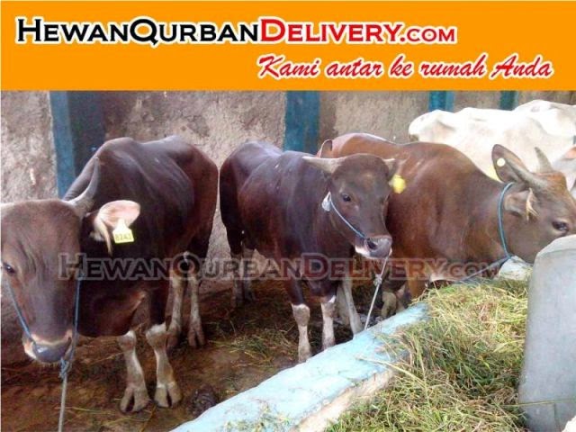 Harga Kambing Qurban 2018 Sapi Qurban 2018 - Jual Harga Murah