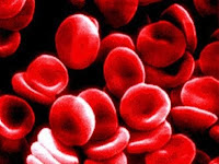 Quanti litri di sangue ci sono nel corpo umano?