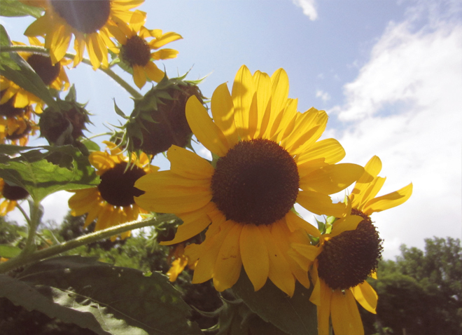 The Flying Clubhouse - Sunflowers in July