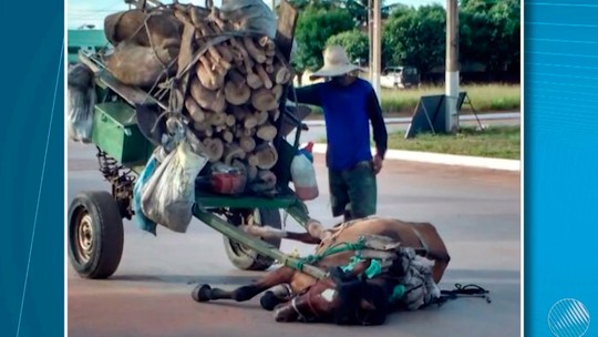 Cavalo 'desmaia' por não suportar carga em carroça e dono é detido após foto viralizar