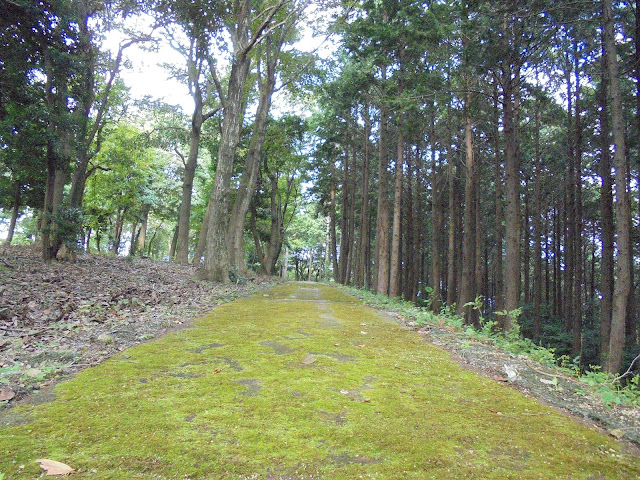 弥生の森の遊歩道